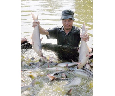 A farmer harvests catfish. (Photo: SGGP)