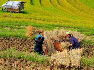 Mua Thu Hoach (Harvest Season) by photographer Tran Viet Van