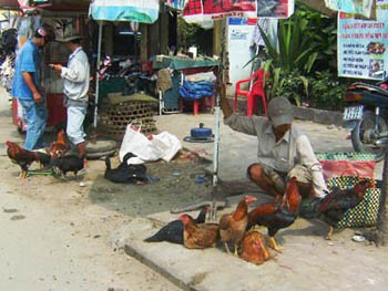 A vendor sells chickens illegally in HCMC’s District 8. Ahead of Tet, the illicit trade of unquarantined fowl has risen dramatically. (Photo: TT&VH)