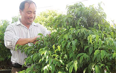 “Vua sanh” xứ cát