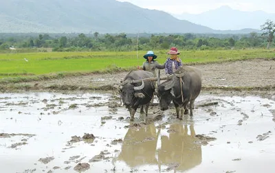 Trồng lúa nước ở Phước Thắng