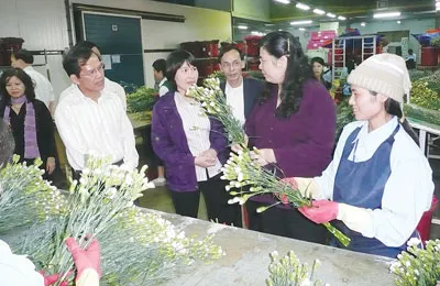 Sản xuất hoa Đà Lạt: Thiếu định hướng phát triển bền vững