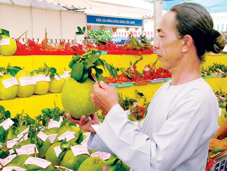 Bưởi - một trong những đặc sản của ĐBSCL đang được thương lái đặt mua trước với giá cao để bán tết. Ảnh: CAO PHONG