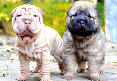 Da chó Shar-Pei nhăn nheo vì gen HAS2 đột biến