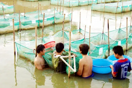 Cho cá ăn cũng cần khoa học