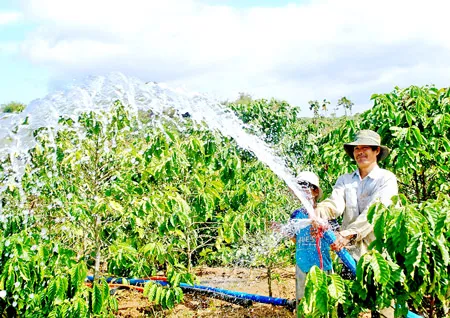 Tây Nguyên: Nông dân tiết kiệm tiền tỷ nhờ mưa trái mùa