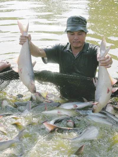 Cá tra tăng giá kỷ lục