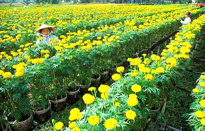 Miền Tây rộn ràng hoa tết