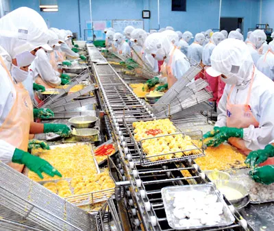 Chế biến tôm xuất khẩu sang Nhật. Ảnh: CAO THĂNG