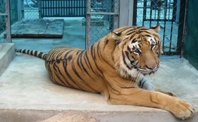 Chuyện về những chú hổ con