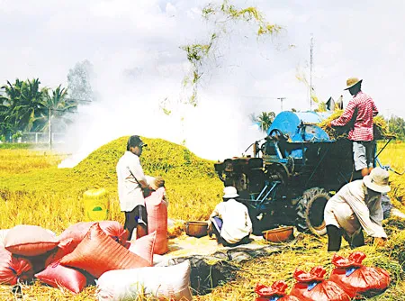 Thu hoạch lúa ở đồng bằng sông Cửu Long. Ảnh: DƯƠNG MINH TUẤN