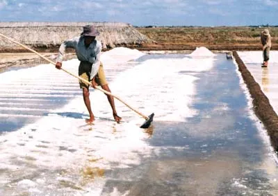 Thu hoạch muối ở xã Long Điền Tây, huyện Đông Hải, tỉnh Bạc Liêu.