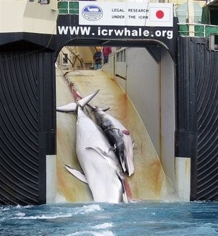 File photo shows a mother whale and her calf being dragged on board a Japanese whaling ship after being harpooned in Antarctic waters
