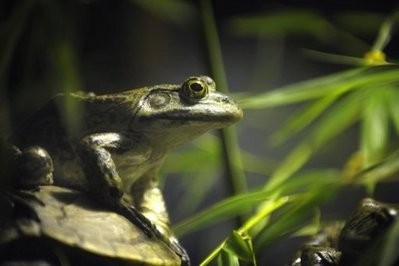 File photo shows a frog at the Besancon Natural History Museum. One of the most common weed-killers in the world, atrazine, causes chemical castration in frogs and could be killing off amphibian populations worldwide, a study published showed