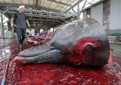 File photo shows Japanese fishermen slaughtering a 10m-long bottlenose whale at Wada port in Minami-Boso, Chiba prefecture, east of Tokyo. AFP file photo