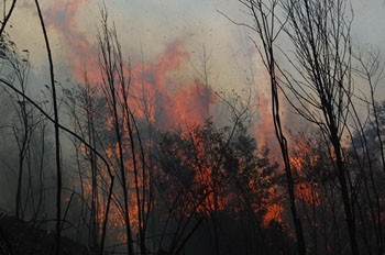 Continual hot, dry weather has led to a recent spate of large forest fires in northern areas (Photo: Tuoi Tre)
