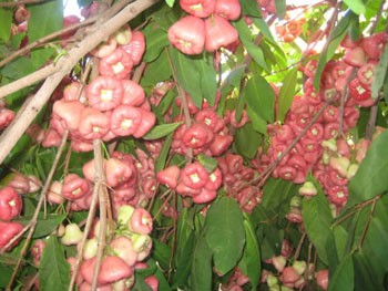 File photo shows fruit in the Mekong Delta