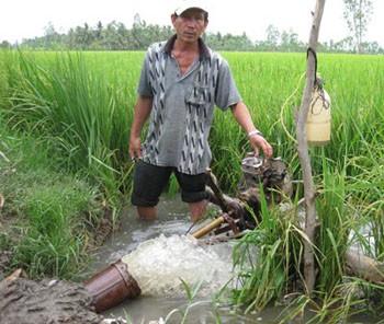 A Mekong Delta farmer pumps water to save his rice field from drought (Photo: SGGP)