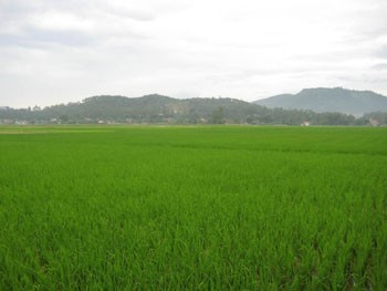 Rain on March 9 helped ease drought conditions for rice fields in north-central regions