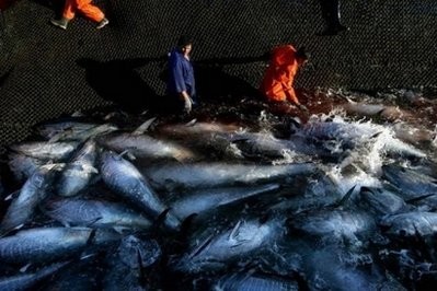 Fishermen are seen hauling out tuna after a catch in southern Spain