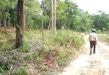 Thousands of hectares of land set aside for forest projects in Vietnam have been left fallow. According to a recent directive from the Prime Minister, foreign investment into such projects will be temporarily prohibited.