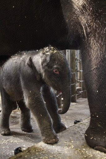 The 'miracle' elephant calf survived a marathon nine-day labour despite being declared dead (AFP photo)