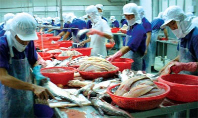 Processing tra catfish for export at a factory in the Mekong Delta (Photo: SGGP)