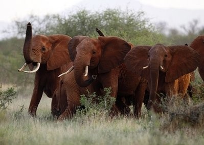 In this photo taken Tuesday, March 9, 2010, Elephants use their trunks to smell for possible danger in the Tsavo East national park, Kenya.