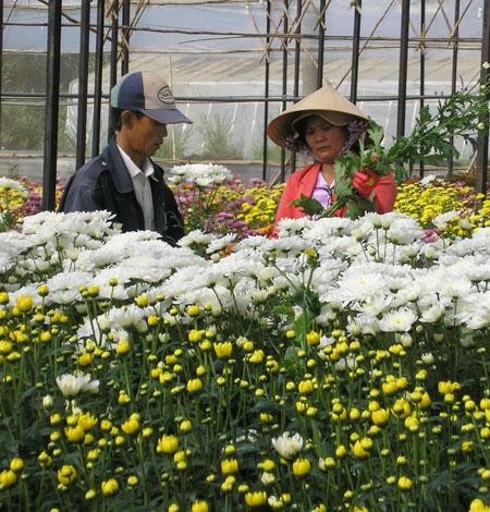 Flowers in Da Lat, the capital of Lam Dong Province (File photo)