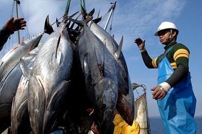 A Japanese fisherman loads tuna fish caught at a bluefin tuna farm. AFP file