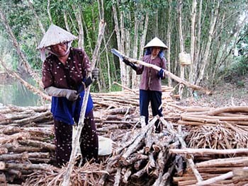 Residents chop down cajeput trees to make firewood in Long An Province. Once a profitable enterprise, cajeput growing is now being abandoned by locals who complain that tree prices have dropped sharply. (Photo: SGGP)