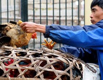 Medical workers advise people to wear protective clothing and wash their hands after coming into contact with poultry