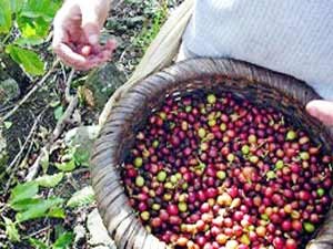 Coffee prices in Dak Lak and Dak Nong Provinces increase by VND1,000 to VND24,300 per kilogram (Photo: VNEconomy)