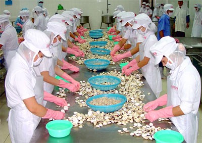 Workers process ngheu for export at a factory in the Mekong Delta (Photo: SGGP)