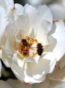 Bees gather pollen in a rose in Los Angeles, California, in 2009
