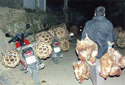 A man smugglings chicken from China to Dong Dang town in Lang Son Province.This photo was taken by Nguoi Lao Dong reporter Tran The Dung before he was assaulted by some people.(Photo:SGGP)