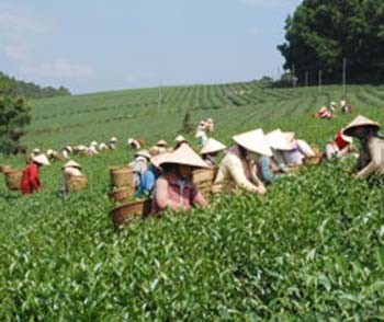 Farmers harvest pick tea leaves in Da Lat (File photo)