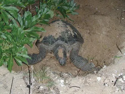 Đỡ đẻ cho rùa