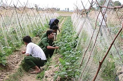Cán bộ chiến sĩ Đồn Biên phòng Xà Xía (tỉnh Kiên Giang) tăng gia sản xuất. Ảnh: Đ.H.