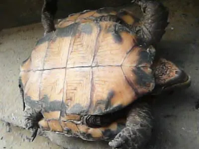 Phần bụng của con rùa