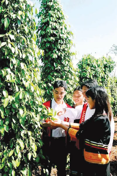 Thương hiệu hồ tiêu Chư Sê