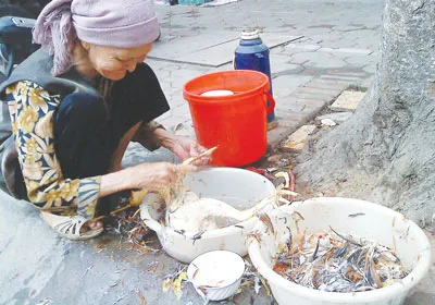 Quản lý không xuể kiểm dịch cúm gia cầm