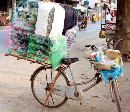 “Chợ” bán chim cảnh (đường Phan Văn Hớn, Hóc Môn).