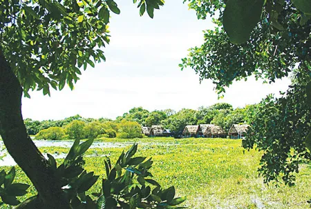 Những chòi lá ven bàu tạo cảnh thơ mộng.