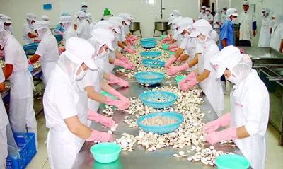 Nghêu chết tràn lan ở ĐBSCL, “tiền tỷ” trôi theo bọt biển!