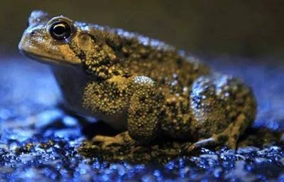 Loài cóc có khả năng báo trước động đất