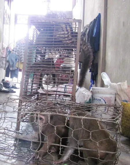 Tàng trữ 200kg động vật hoang dã trong nhà