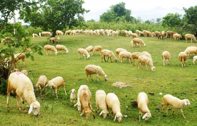 Cừu - vật nuôi đặc trưng ở Ninh Thuận. Ảnh: N.VIÊN