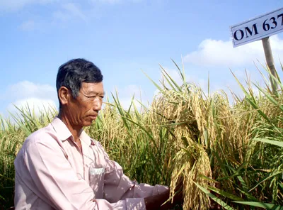 Tăng vốn tín dụng trực tiếp đến nông dân