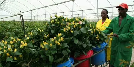 Ảnh hưởng từ đợt khói bụi núi lửa châu Âu, ít nhất 5 công ty hàng không có nguy cơ phá sản